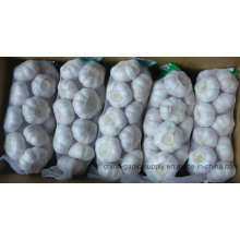 2016 New Crop Fresh White Garlic